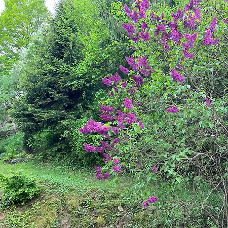 Rosniarka