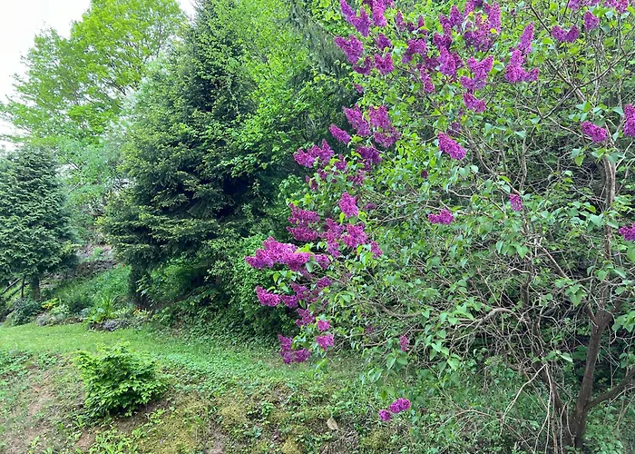 Rosniarka
